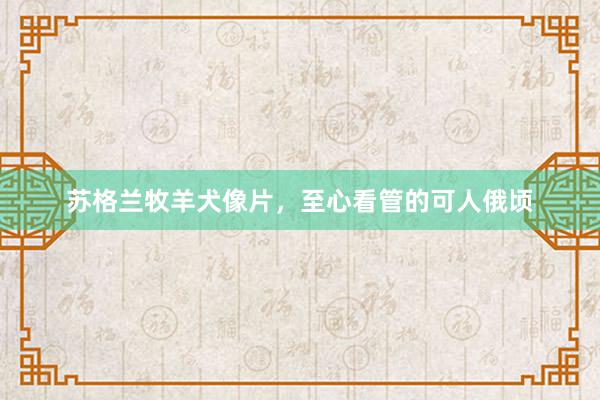 苏格兰牧羊犬像片，至心看管的可人俄顷